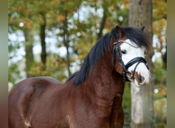 Welsh A (Mountain Pony), Gelding, 2 years, 11,2 hh, Brown