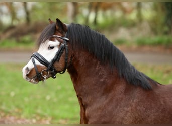 Welsh A (Mountain Pony), Gelding, 2 years, 11,2 hh, Brown