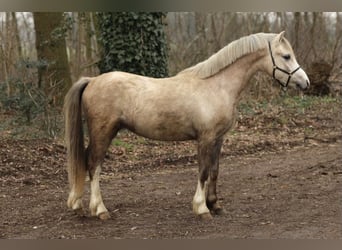 Welsh A (Mountain Pony), Gelding, 2 years, 11,2 hh, Can be white