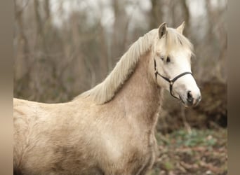 Welsh A (Mountain Pony), Gelding, 2 years, 11,2 hh, Can be white