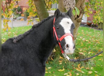 Welsh-A, Wallach, 2 Jahre, 11 hh