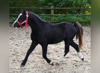 Welsh-A, Wallach, 2 Jahre, 11 hh