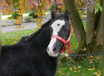 Welsh-A, Wallach, 2 Jahre, 11 hh