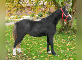 Welsh-A, Wallach, 2 Jahre, 11 hh