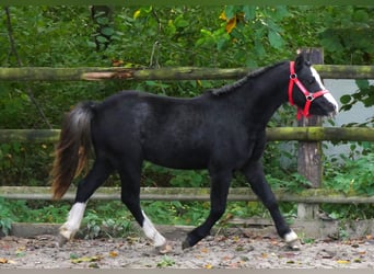 Welsh-A, Wallach, 2 Jahre, 11 hh