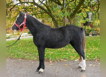 Welsh-A, Wallach, 2 Jahre, 11 hh