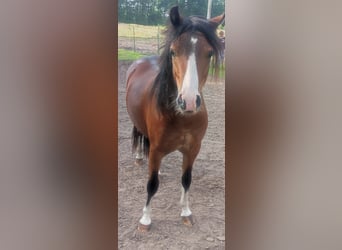 Welsh A (Mountain Pony), Gelding, 2 years