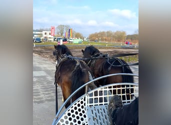 Welsh A (Mountain Pony), Gelding, 3 years, 11,1 hh, Black