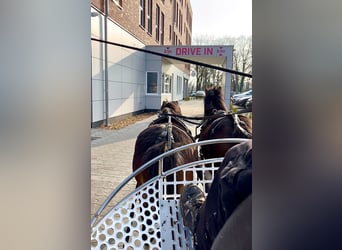 Welsh A (Mountain Pony), Gelding, 3 years, 11,1 hh, Black