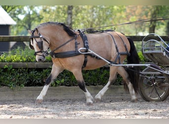 Welsh A (Mountain Pony), Gelding, 3 years, 11.1 hh, Buckskin