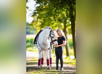 Welsh A (Mountain Pony), Gelding, 3 years, 11.1 hh, Gray