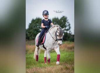 Welsh A (Mountain Pony), Gelding, 3 years, 11.1 hh, Gray