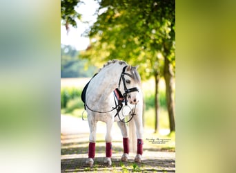 Welsh A (Mountain Pony), Gelding, 3 years, 11.1 hh, Gray