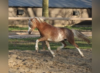 Welsh A (Mountain Pony), Gelding, 3 years, 11,1 hh, Sabino