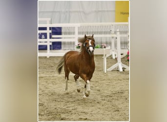 Welsh A (Mountain Pony), Gelding, 3 years, 11.2 hh, Chestnut-Red
