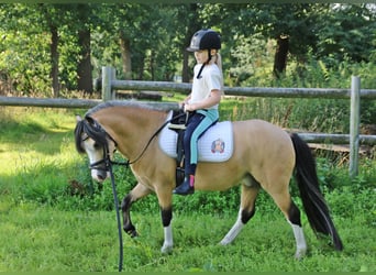 Welsh A (Mountain Pony), Gelding, 3 years, 11.2 hh, Dun