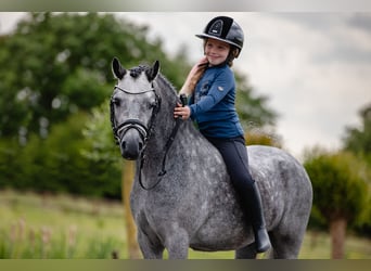 Welsh A (Mountain Pony), Gelding, 3 years, 11.2 hh, Gray-Dapple