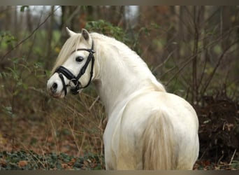 Welsh A (Mountain Pony), Gelding, 3 years, 11,2 hh, Gray