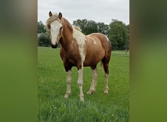 Welsh A (Mountain Pony) Mix, Gelding, 3 years, 11.2 hh, Overo-all-colors