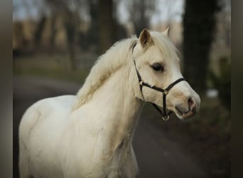 Welsh A (Mountain Pony), Gelding, 3 years, 11,2 hh, Palomino