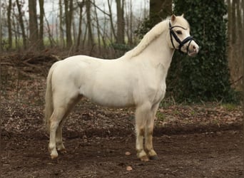 Welsh A (Mountain Pony), Gelding, 3 years, 11,2 hh, Palomino