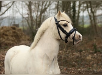 Welsh A (Mountain Pony), Gelding, 3 years, 11,2 hh, Palomino