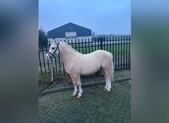 Welsh A (Mountain Pony), Gelding, 3 years, 11.2 hh, Palomino