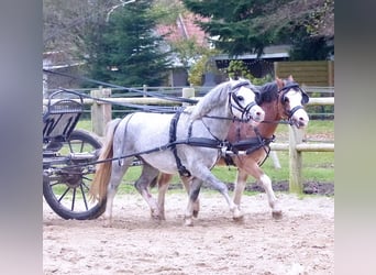 Welsh A (Mountain Pony), Gelding, 3 years, 11,2 hh, Roan-Bay