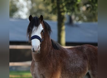 Welsh A (Mountain Pony), Gelding, 3 years, 11,2 hh, Roan-Bay