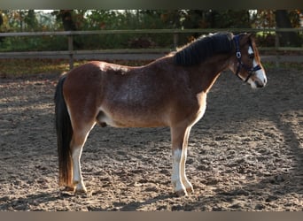 Welsh A (Mountain Pony), Gelding, 3 years, 11,2 hh, Roan-Bay