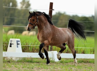 Welsh A (Mountain Pony), Gelding, 3 years, 11.2 hh, Roan-Bay