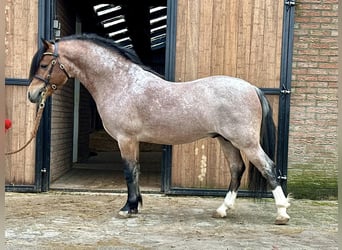 Welsh A (Mountain Pony), Gelding, 3 years, 11.2 hh, Roan-Bay