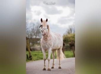 Welsh A (Mountain Pony), Gelding, 3 years, 11.3 hh, Roan-Red