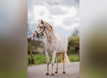 Welsh A (Mountain Pony), Gelding, 3 years, 11.3 hh, Roan-Red