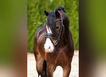 Welsh A (Mountain Pony), Gelding, 3 years, 12.1 hh, Bay-Dark
