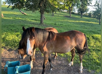 Welsh A (Mountain Pony), Gelding, 3 years, 12,1 hh, Brown