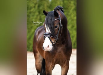 Welsh A (Mountain Pony), Gelding, 3 years, 12.1 hh, Brown