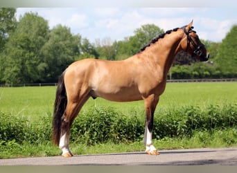 Welsh A (Mountain Pony), Gelding, 3 years, 13.3 hh, Dunalino