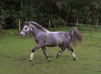 Welsh A (Mountain Pony), Gelding, 3 years, Gray