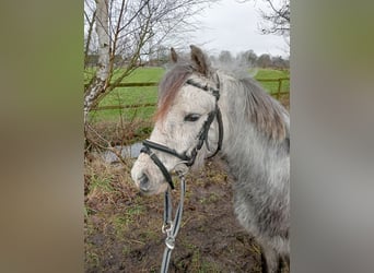 Welsh A (Mountain Pony), Gelding, 3 years, Gray