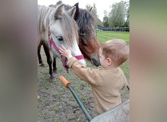 Welsh A (Mountain Pony), Gelding, 3 years, Gray