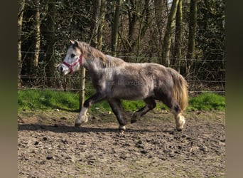 Welsh A (Mountain Pony), Gelding, 3 years, Gray