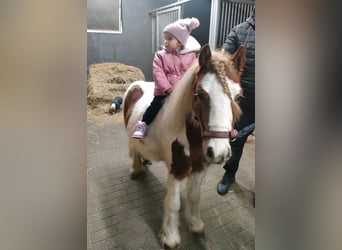 Welsh A (Mountain Pony), Gelding, 4 years, 10,1 hh, Pinto