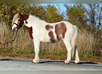 Welsh A (Mountain Pony), Gelding, 4 years, 10,1 hh, Pinto