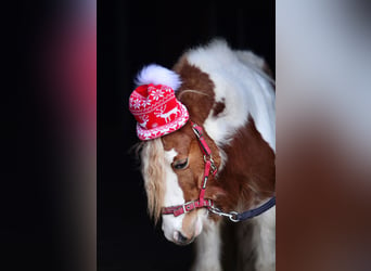 Welsh A (Mountain Pony), Gelding, 4 years, 10,1 hh, Pinto