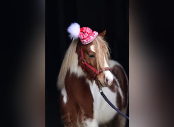 Welsh A (Mountain Pony), Gelding, 4 years, 10,1 hh, Pinto