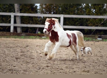 Welsh A (Mountain Pony), Gelding, 4 years, 10,1 hh, Pinto