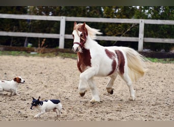 Welsh A (Mountain Pony), Gelding, 4 years, 10,1 hh, Pinto