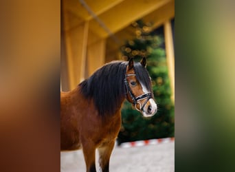 Welsh A (Mountain Pony), Gelding, 4 years, 11,1 hh, Brown