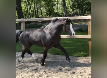 Welsh A (Mountain Pony), Gelding, 4 years, 11.2 hh, Black